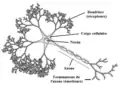 Neurone multipolaire