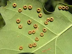 Galles boutons de Neuroterus numismalis.