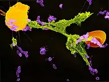 Granulocyte neutrophile capturant des bactéries dans son NET.