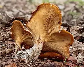 Clitocybe nébuleux à De Famberhorst (nl) en Hollande.