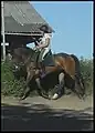 Poney New Forest travaillant sur le plat