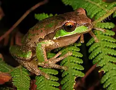 Description de l'image New England Tree Frog - Litoria subglandulosa.jpg.