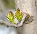 Nouvelles feuilles de la sous-espèces  angustifolia