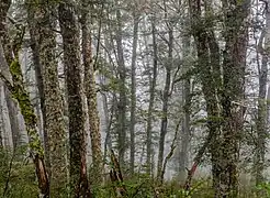 Bush (paysage) sous la pluie aux alentours du mont Oxford dans la région de Canterbury. juin 2019.