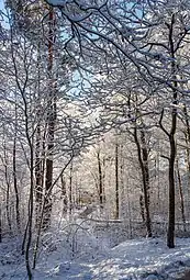 Nouvelle neige sur une forêt de jeunes arbres, surtout des chênes, le long d'un chemin près de Tuntorp à Brastad. C'est le milieu de la journée, mais l'hiver le Soleil reste bas. Janvier 2023.