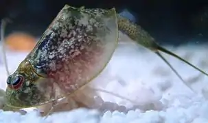 Triops newberryi