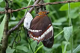 Siproeta epaphus, revers.