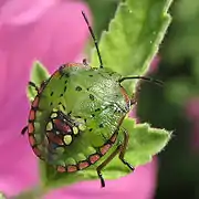 Nezara viridula, juvénile stade V. Ébauche des ailes