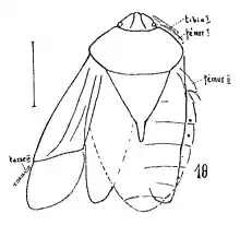 Nezara latitesta N. Théobald 1937 Holotype éch C44 x3 p. 148 pl. X Insectes du Sannoisien de Célas (Gard).