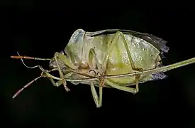 La punaise (Heteroptera) est un insecte commun jusque dans le nord du Cameroun.