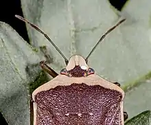 Œuf de Trichopoda pictipennis sur la tête d'une Nezara viridula (forme torquata)