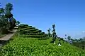 La plantation de thé de Ngglinggo dans le kabupaten de Kulon Progo