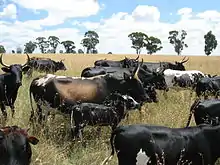 Troupeau de vaches pie noires et fauves dans une prairie sèche