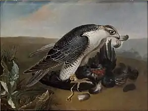 Faucon dévorant un oiseau, château de Fontainebleau.