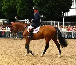 Un cavalier et son cheval bai marchent au pas sur la détente d'un concours officiel, les spectateurs les observant en arrière plan.