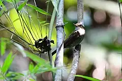 Description de l'image Nicobar jungle Flycatcher.jpg.