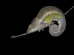 Description de l'image Nicosia's Chameleon (Furcifer nicosiae), Kirindy Forest, Madagascar.jpg.