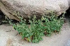 Description de l'image Nicotiana obtusifolia Anza-Borrego.jpg.