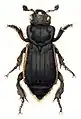 Nicrophorus germanicus