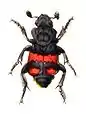 Nicrophorus vespilloides