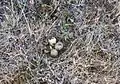 Œufs de caille dans un nid artificiel