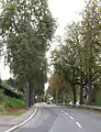 Une allée d’arbres à Niederanven, route de Trèves.