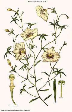 Description de l'image Nierembergia filicaulis (Curtis).jpg.