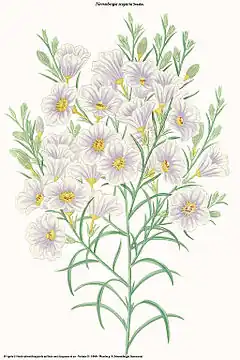 Description de l'image Nierembergia scoparia (Nierembergia frutescens).jpg.