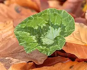 Une nouvelle feuille de cyclamen perce les feuilles d'automne tombées au sol aux Pays-Bas.