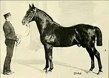 Photo d'un cheval noir vu de profil tenu par une longe par un homme en uniforme