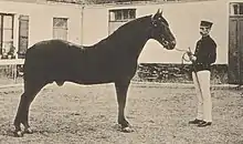 Photo noir et blanc de présentation d'un cheval par un homme.