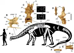 Un sauropode,  Nigersaurus taqueti, a été dédié à Ph. Taquet en 1999.