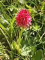 Nigritella corneliana rouge en Oisans