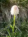 Nigritella corneliana blanche en Oisans