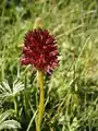 Nigritella rhellicani en Oisans