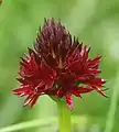 Nigritella rhellicani, inflorescence