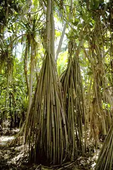 Grand arbre de Pandanus sp. Notez les longues racines échasses leur permettant de vivre longtemps en milieu salé. Ils ont peut-être été plantés comme espèce vivrière dans le cadre du projet d'établissement des îles Phoenix.