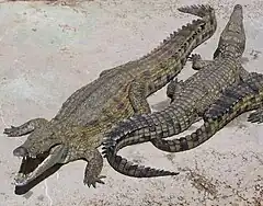 Crocodile du Nil (Crocodylus niloticus).