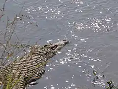 Un crocodile.