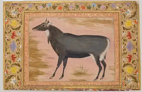 Une antilope Nilgaut, aquarelle opaque réalisée sous le règne de Jahangir (1605–27). Album de Shah Jahan. Metropolitan Museum of Art, New York.