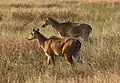 Femelles dans le parc national de Velavadar, état du Gujarat