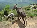 Tahr des Nilgiris à Rajamala.