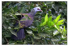 Le Pigeon d'Elphinstone est un pigeon sauvage endémique aux Ghats.