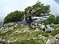 Passage de la crête vers le col du san Petru (Saint Pierre 1 452 m). Depuis quelques années, le deuxième arbre est mort.