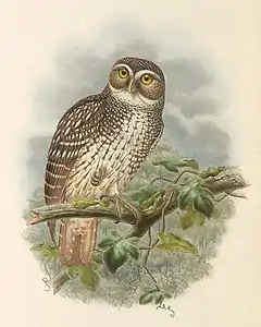 Description de l'image Ninox odiosa - The Birds of New Guinea (cropped).jpg.