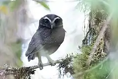 Description de l'image Ninox punctulata 107806049.jpg.