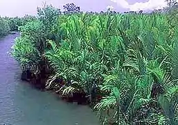 Mangrove à Nypa aux Philippines, île de Mindanao