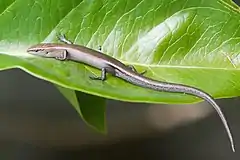 Description de l'image Niveoscincus metallicus - Austin's Ferry.jpg.