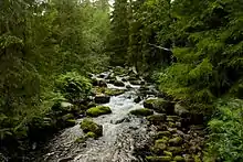 Torrent dans une dense forêt d'épicéa