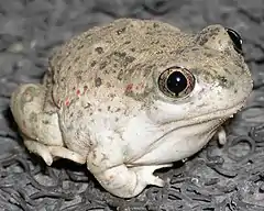 Crapaud pieds-en-bêche.